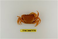 藏品(蔡氏澤蟹)的圖片